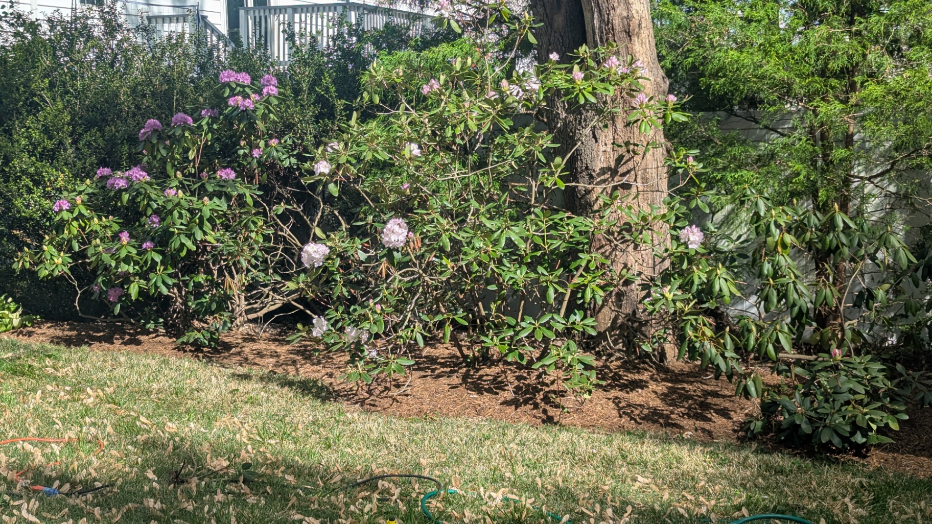 Professionally landscaped backyard at dusk with uplit gardens